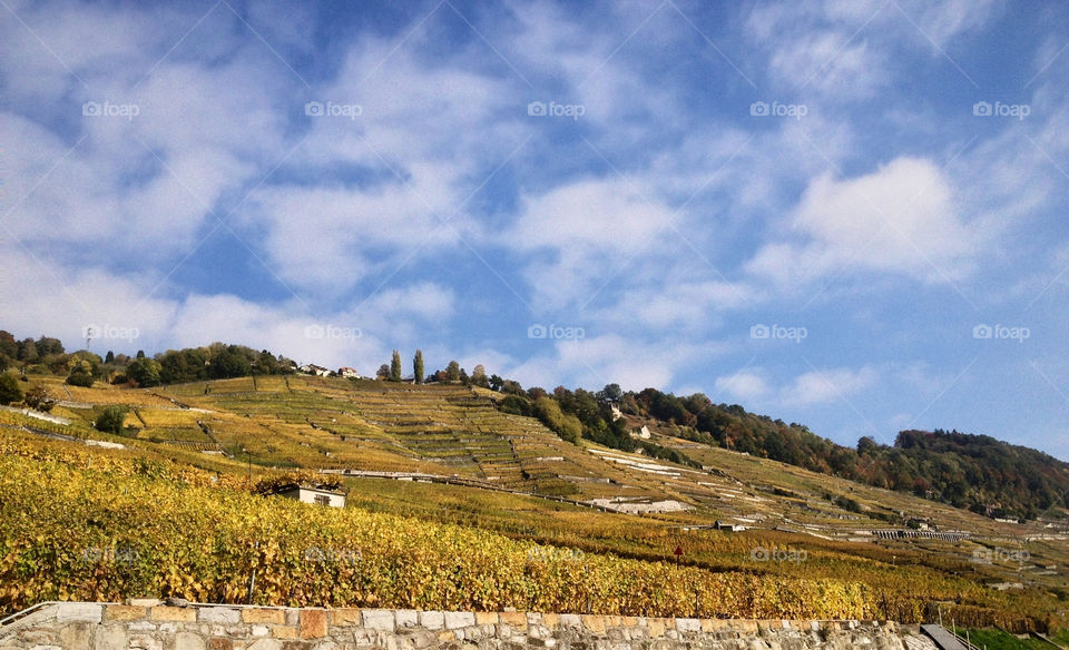 cully wine yards after the grapes have been picked up the leaves changed colour by swisstraveler