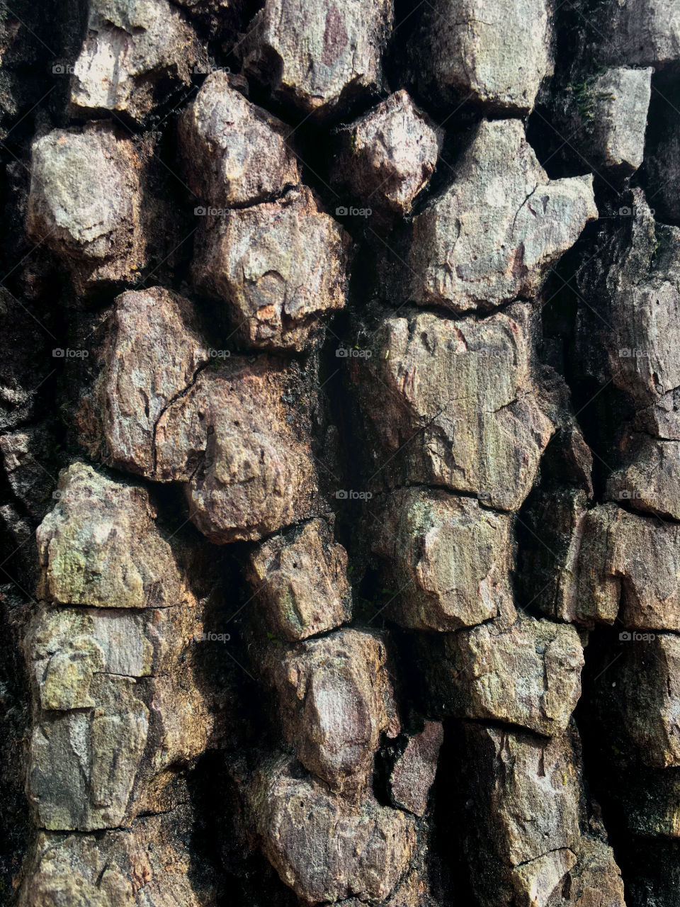 Closeup of the corky bark of a sugarberry (or southern hackberry) tree, revealing the rich organic texture 