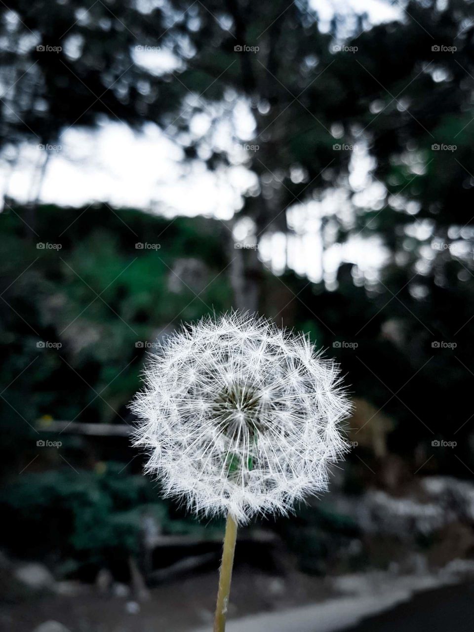 dandelion