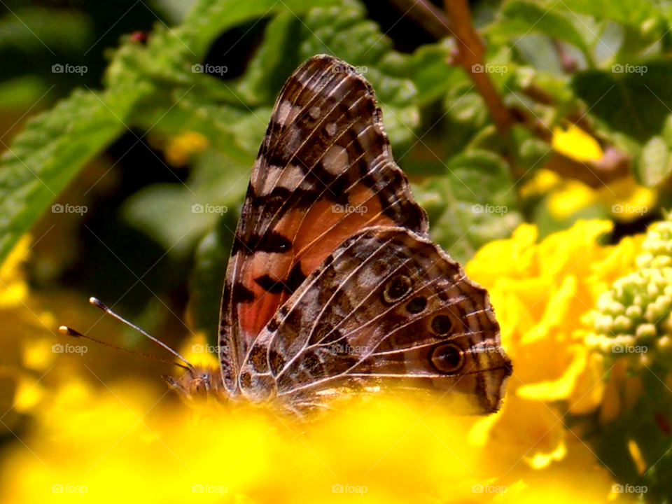 Red admiral