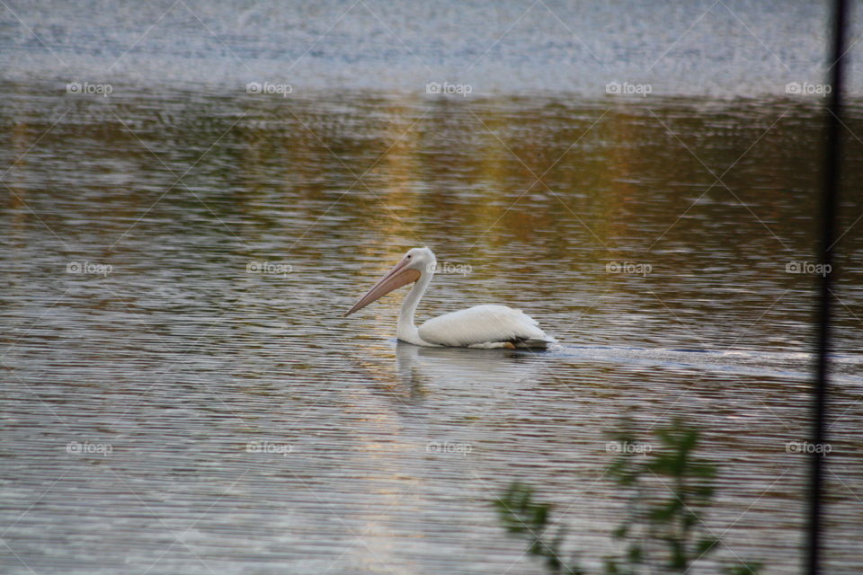 going for a swim