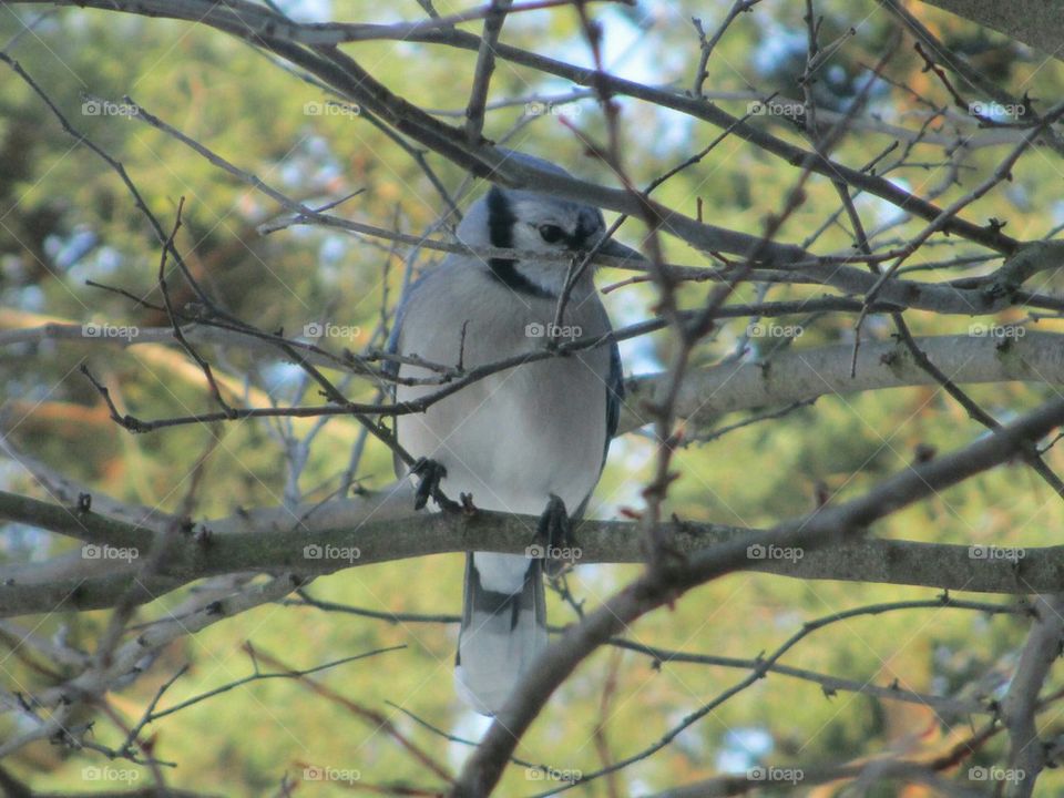 Blue Jay in Spring