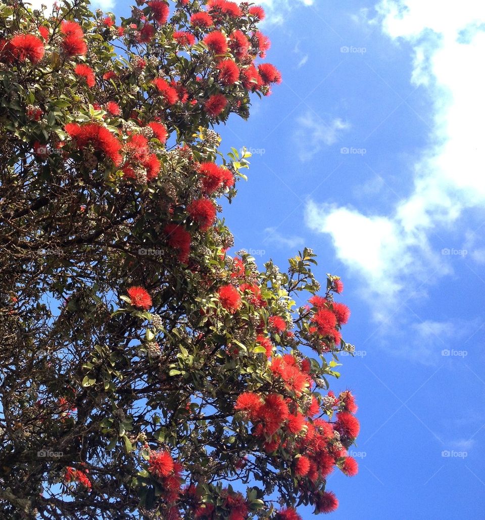 red flowering tree