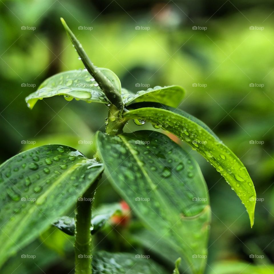 leaf rain