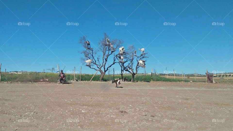 group of goats on aragania tree.