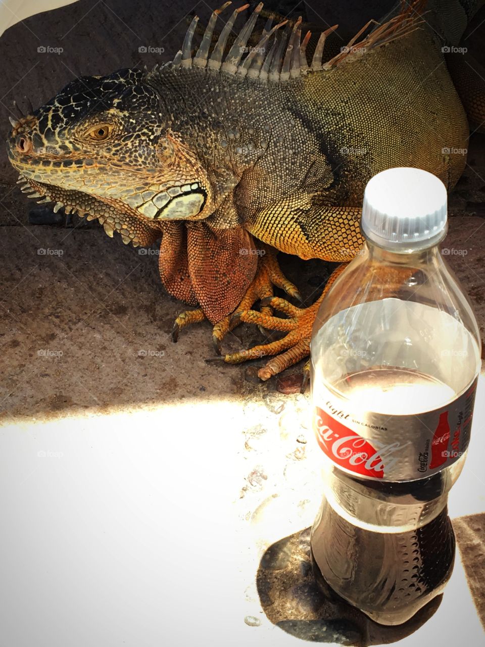 Lizard interested in drinking Diet Coca 