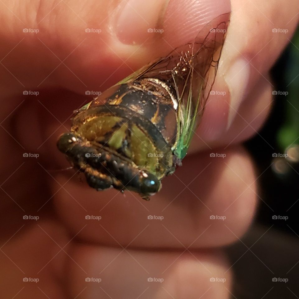 smiling cicada
