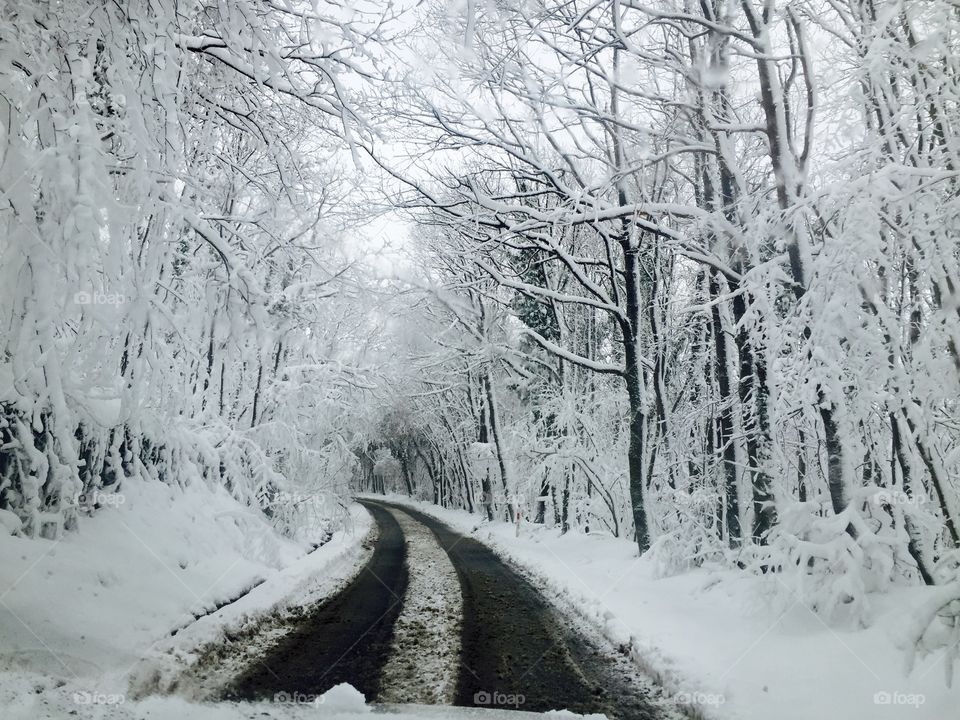 View of empty road in forest during winter