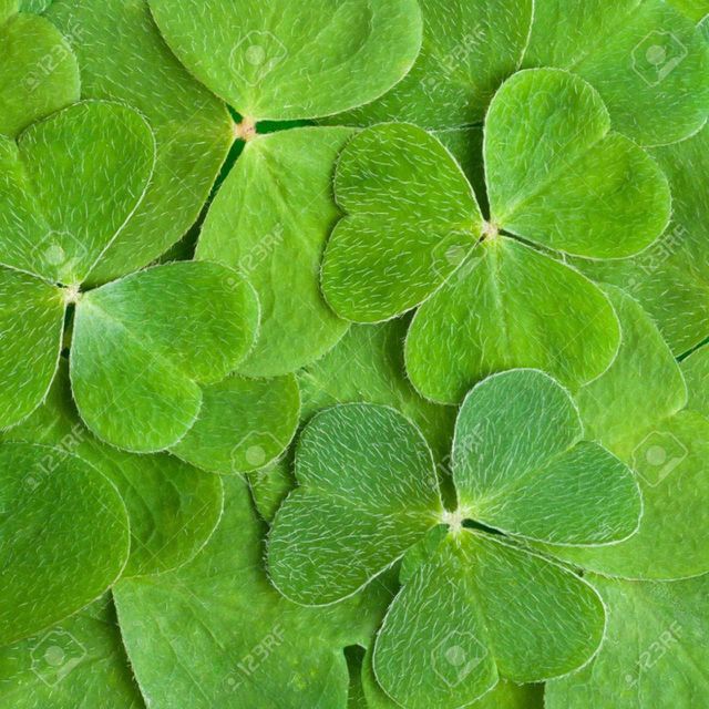 clove leaf