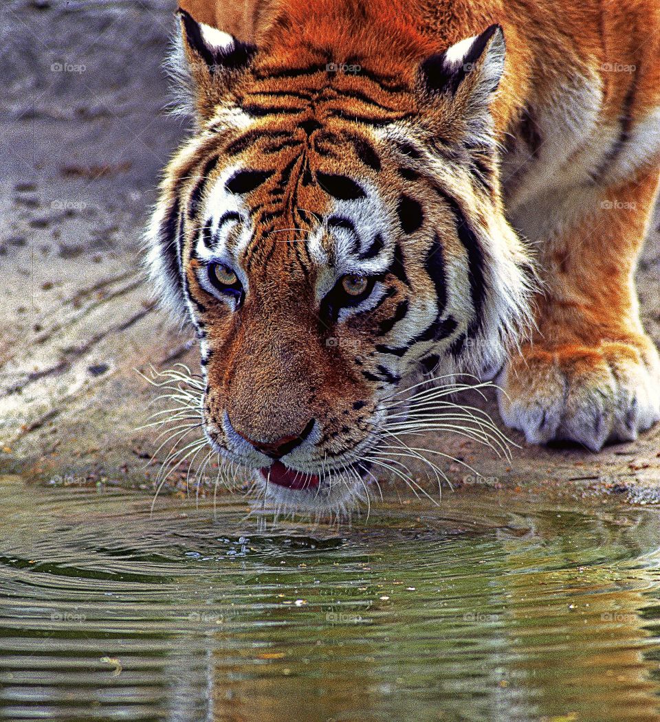 Portrait of a tiger drinking at the water’s edge.