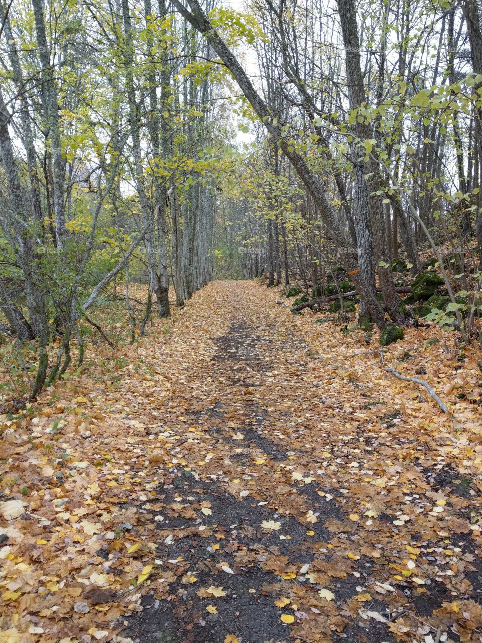Walking in the forrest