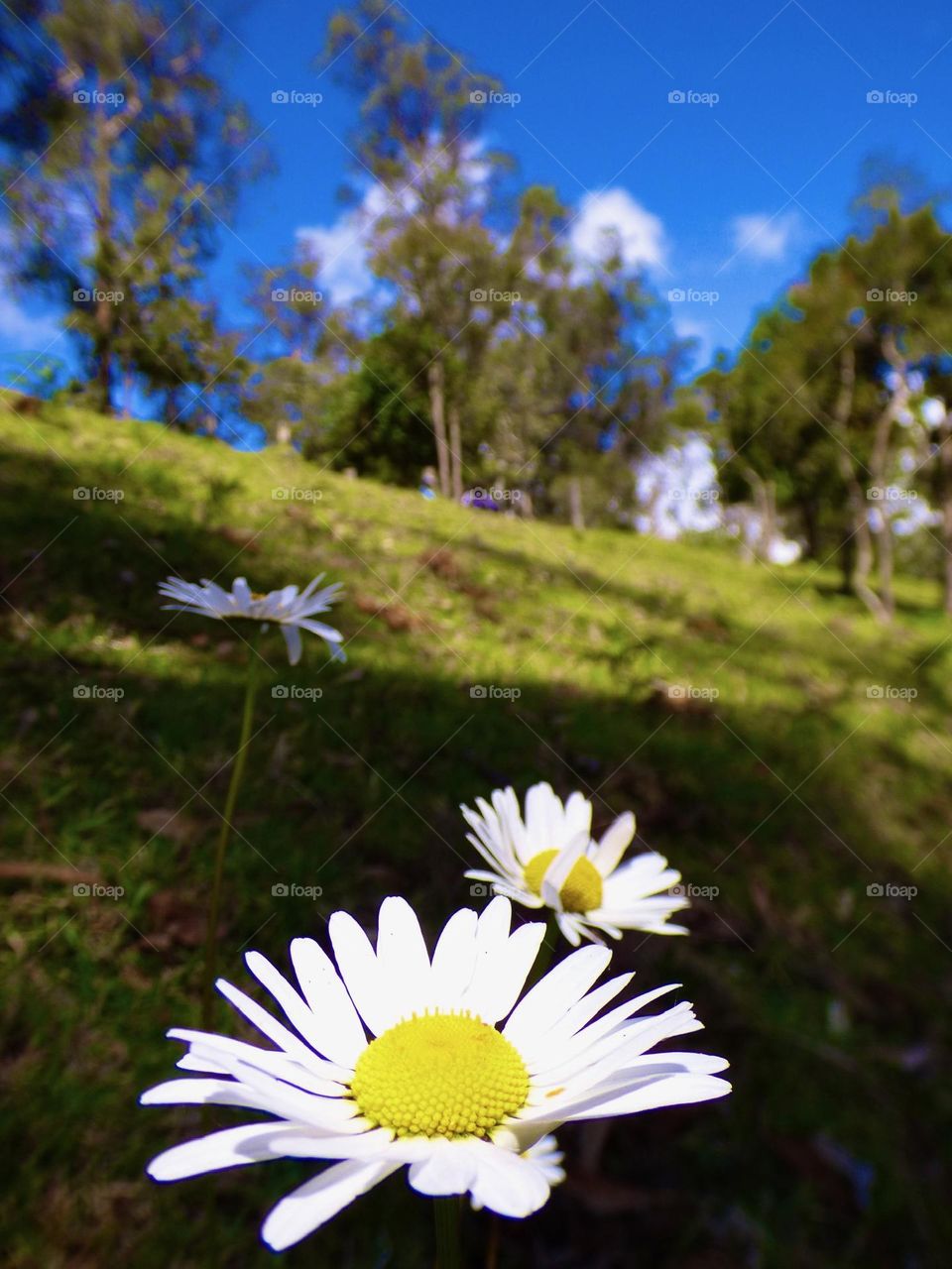 Nature. Flowers