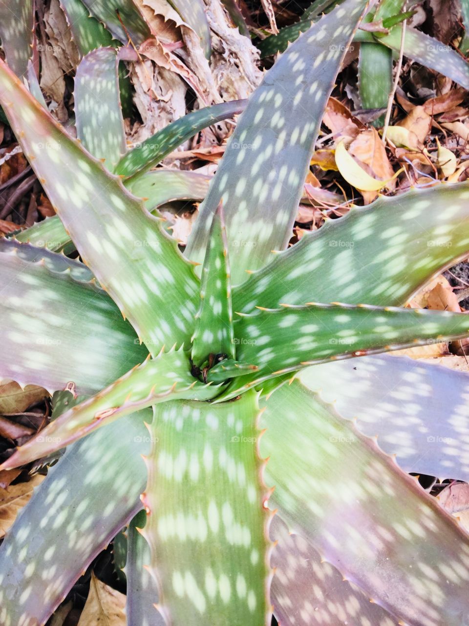 This shot is of a green and grey succulent. It shows the layers of the plant’s leaves.