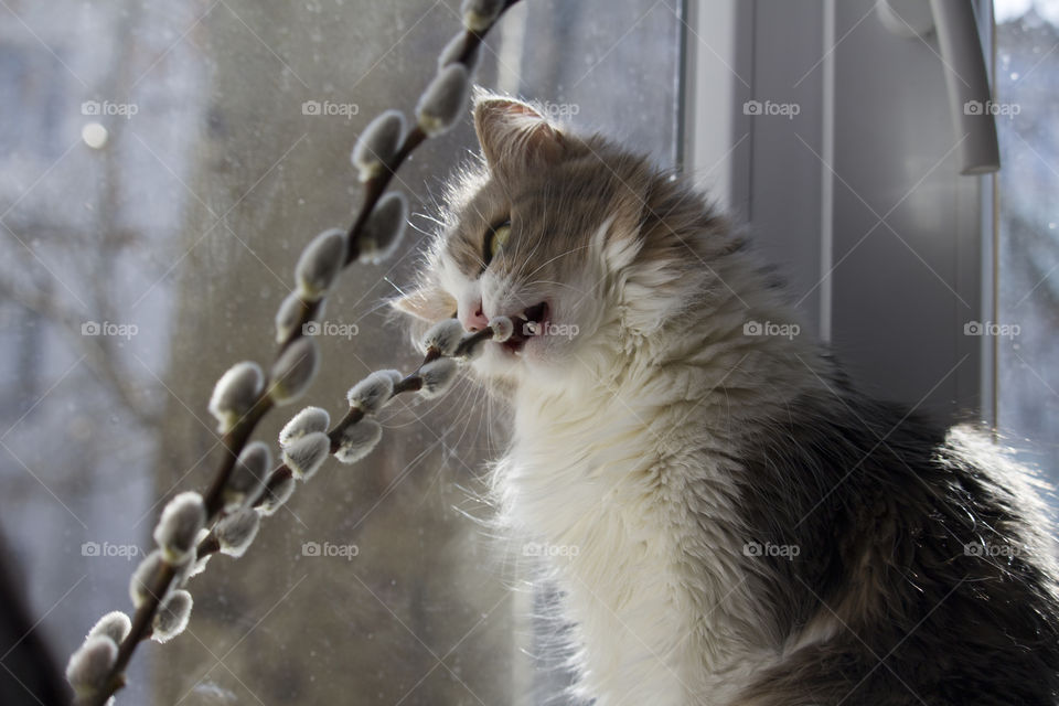 gray fluffy cat nibbles and bites a willow branch