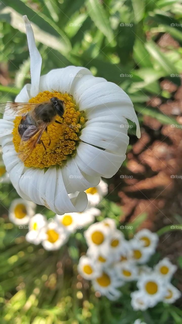 bee