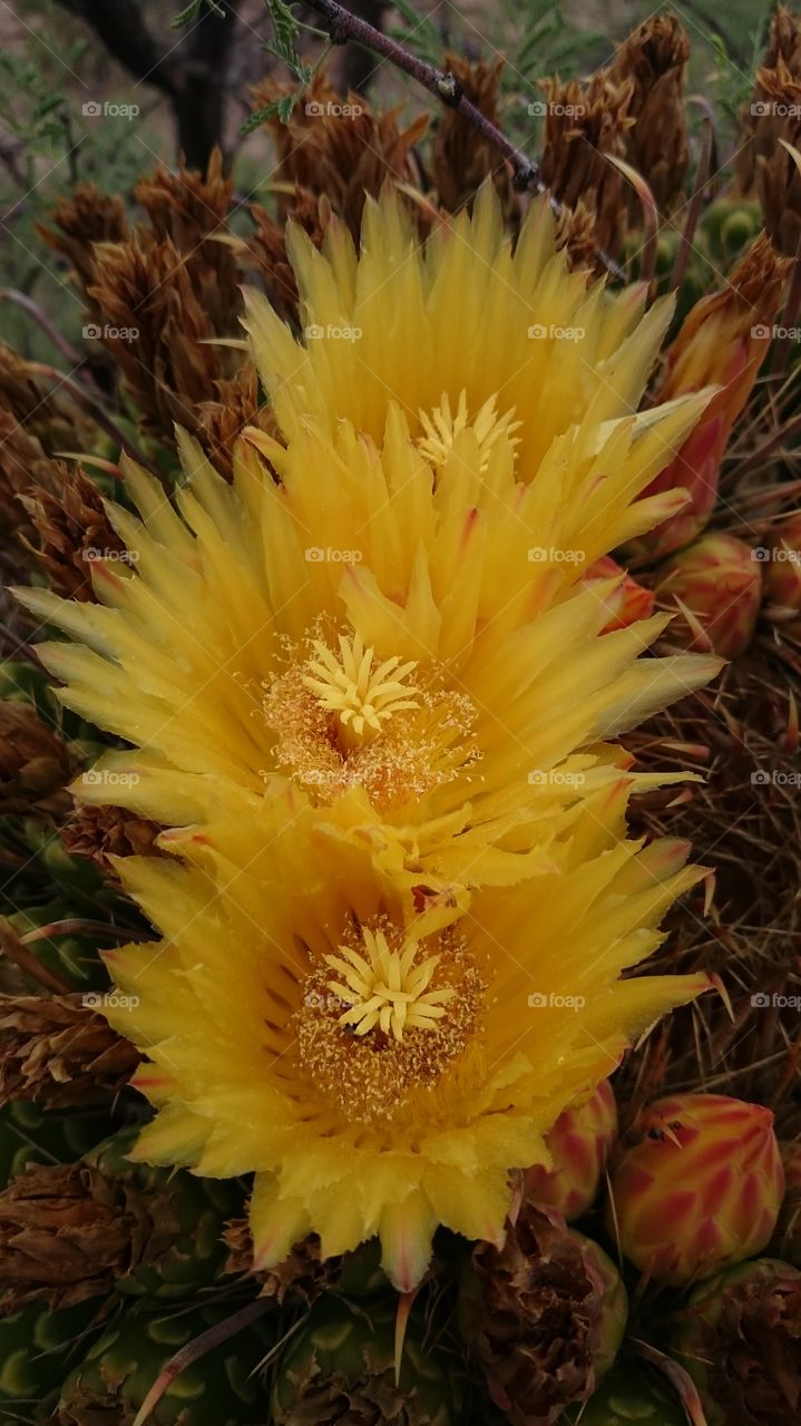 barrel cactus flower 2