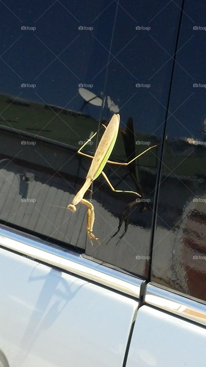 say a little prayer for me. came to my car and found this little bugger hanging out on the van