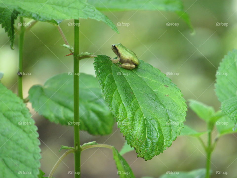 Tiny frog on a leaf