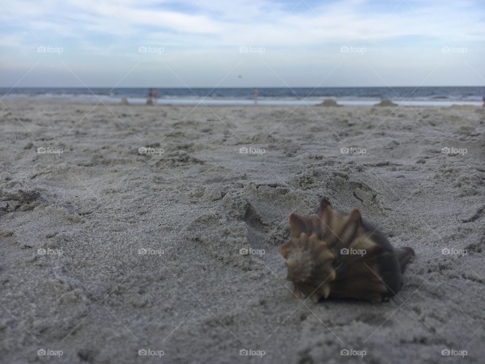 One lone seashell on a beautiful sandy beach 