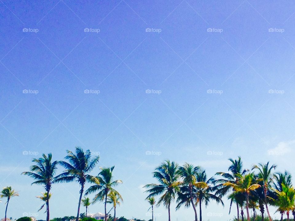 Palm tree line up