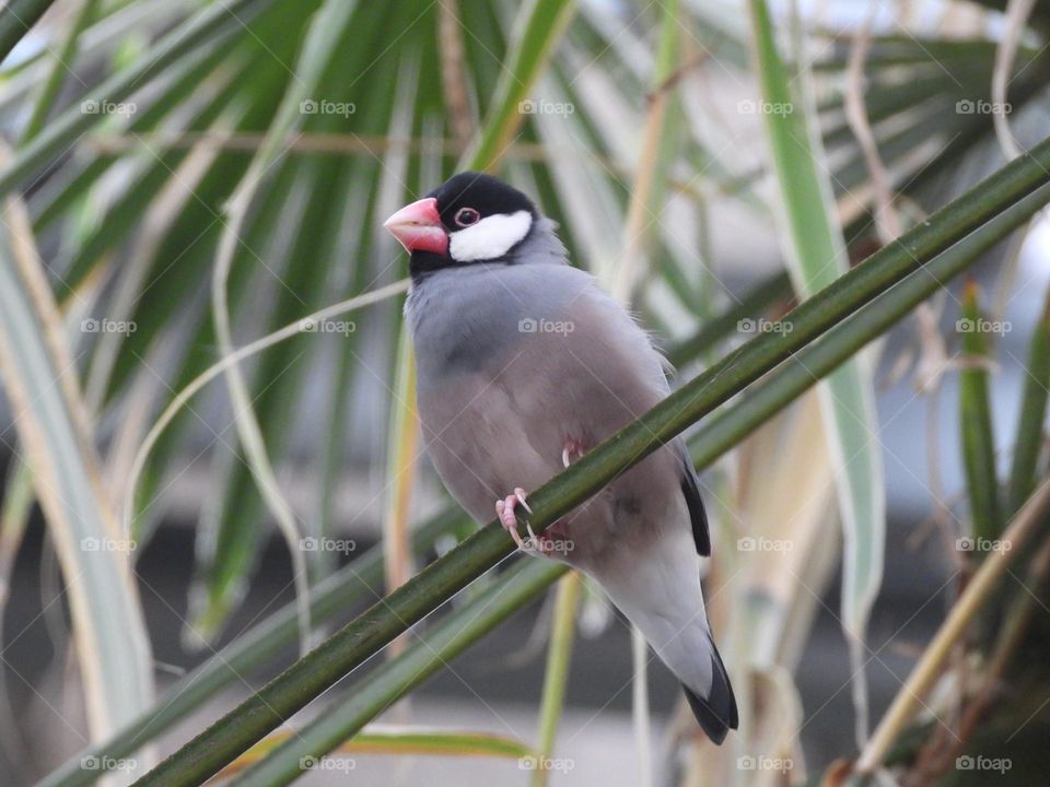 A close up of a bird