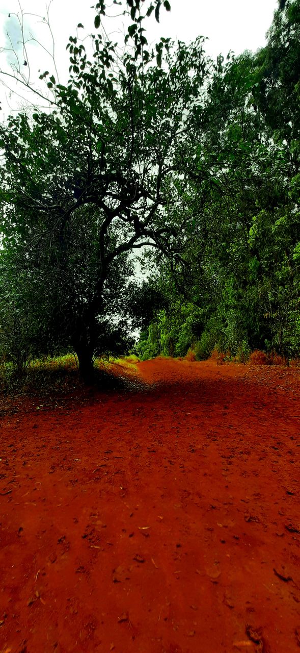 Evening Walks calms my soul any day.