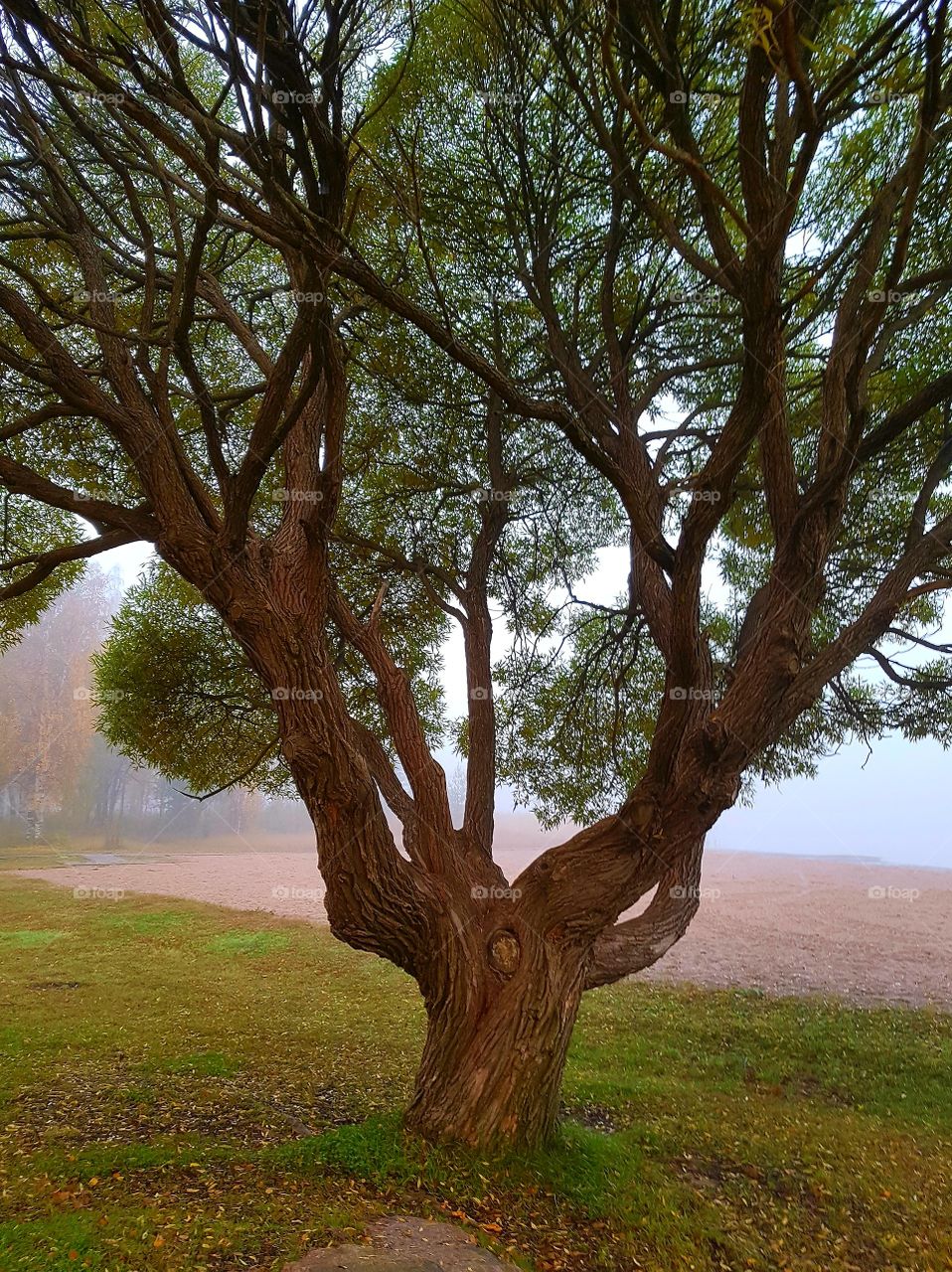 the tree on the beach
