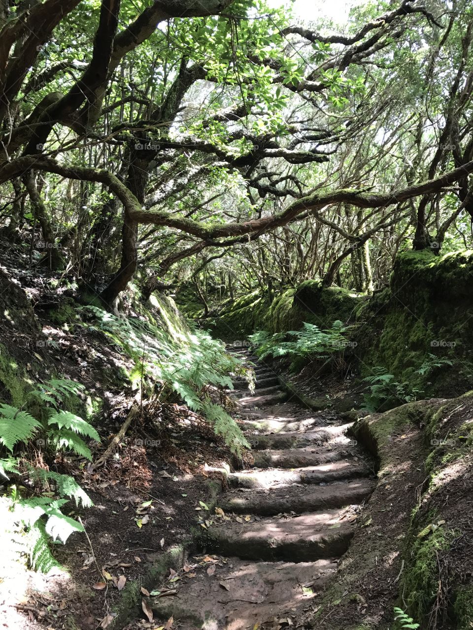 Discovering Tenerife 