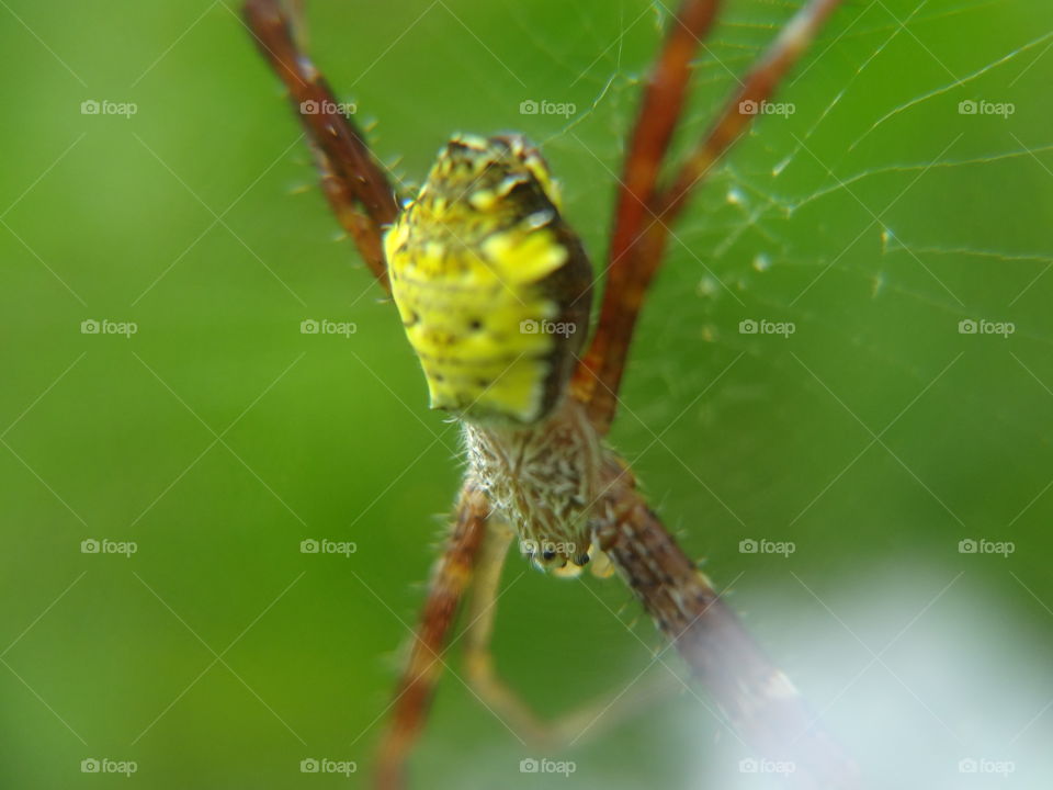 spider with yellow back