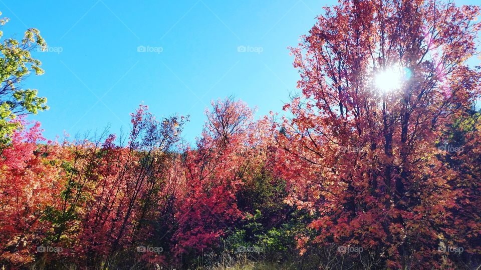 Tree, Fall, Leaf, Season, Nature