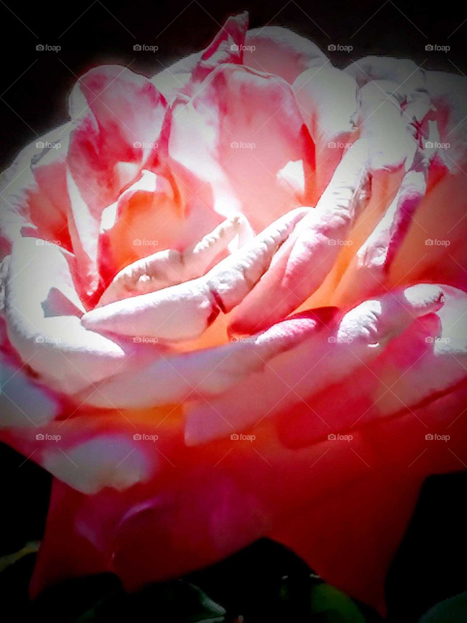 In Full Bloom Bathed in Light