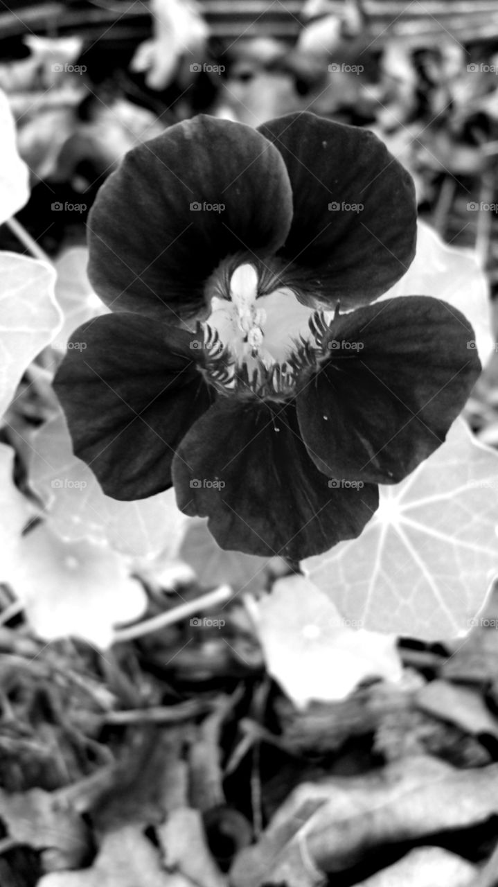 Nasturtium. Black and white