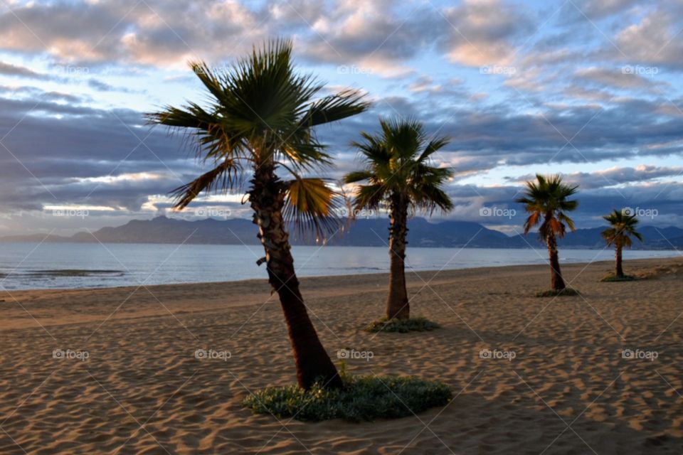 four palms near sea