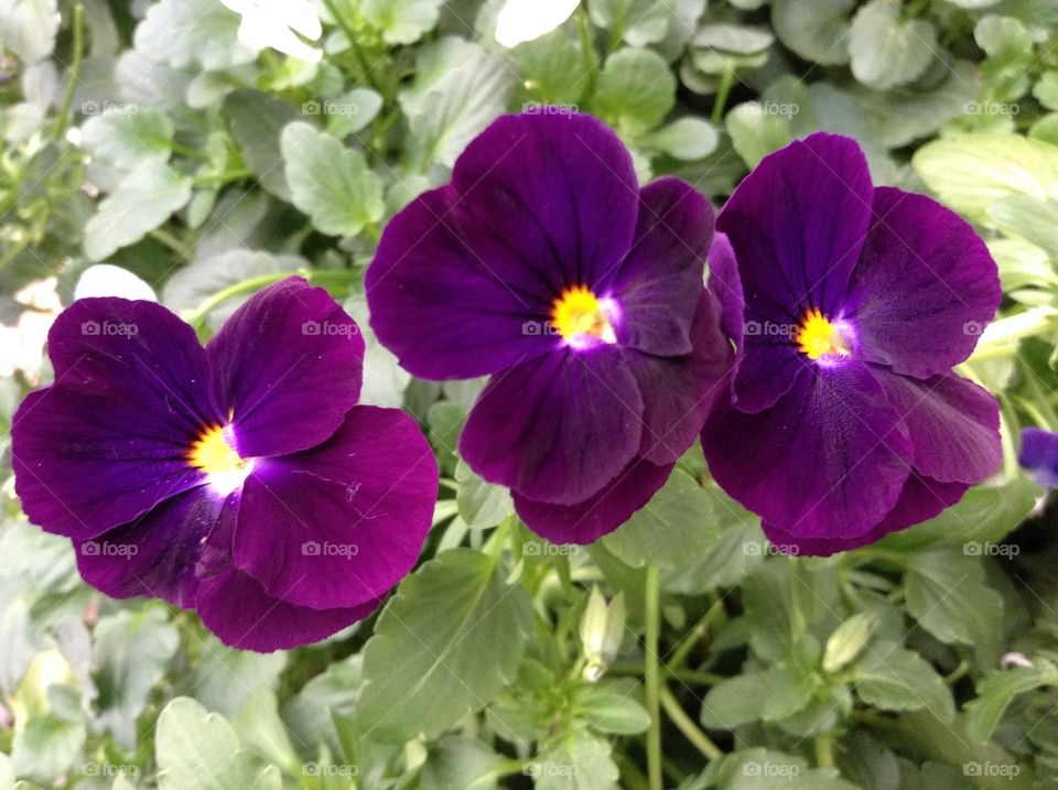 Purple violas