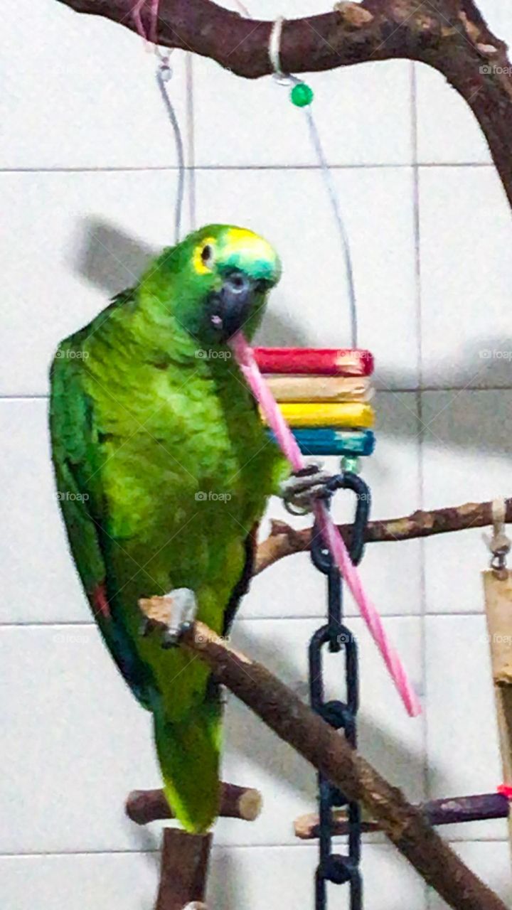 Talkative green bird