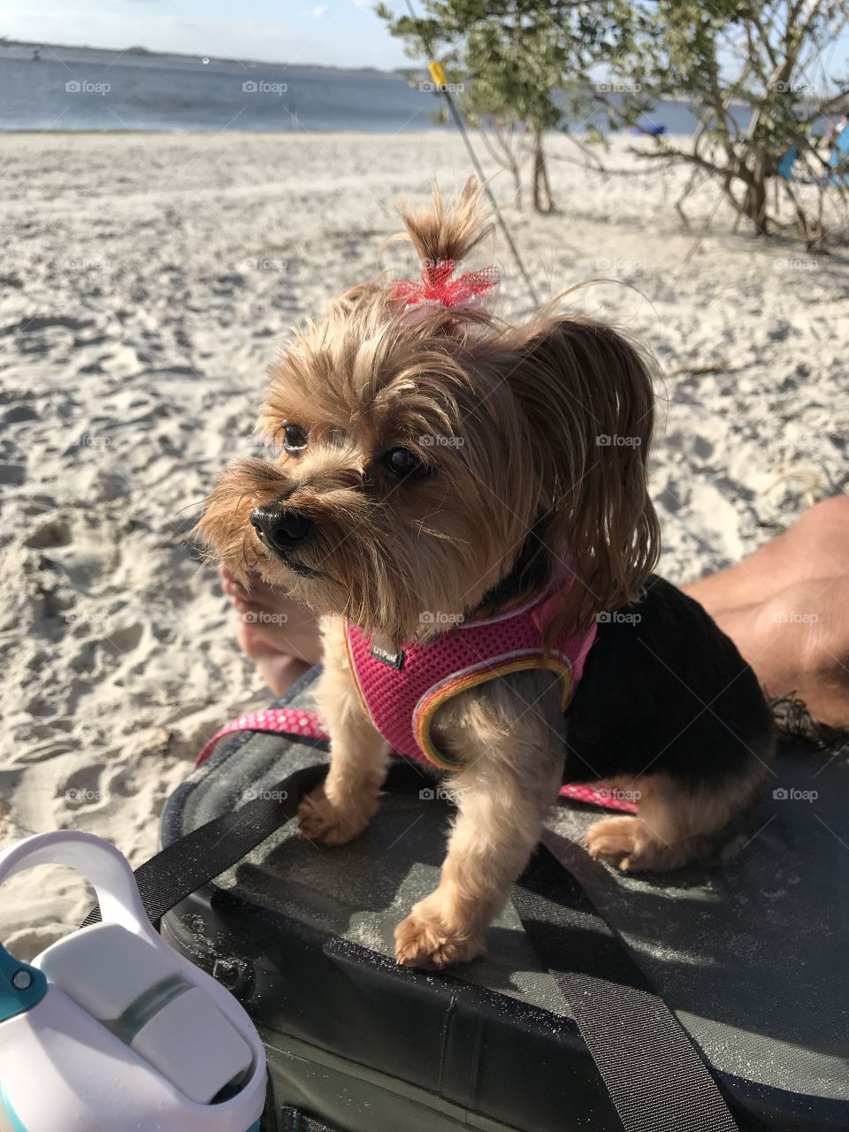 Sassy chilling on the beach in Florida
