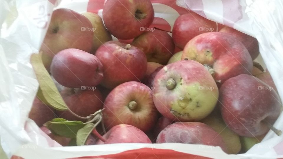 organic growth apples