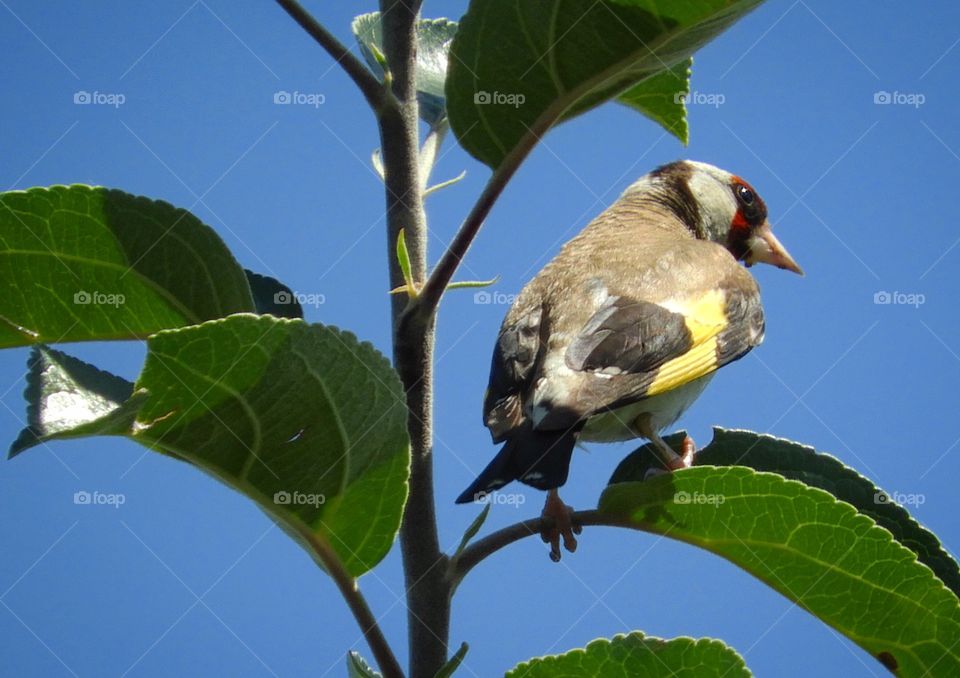 Goldfink bird 