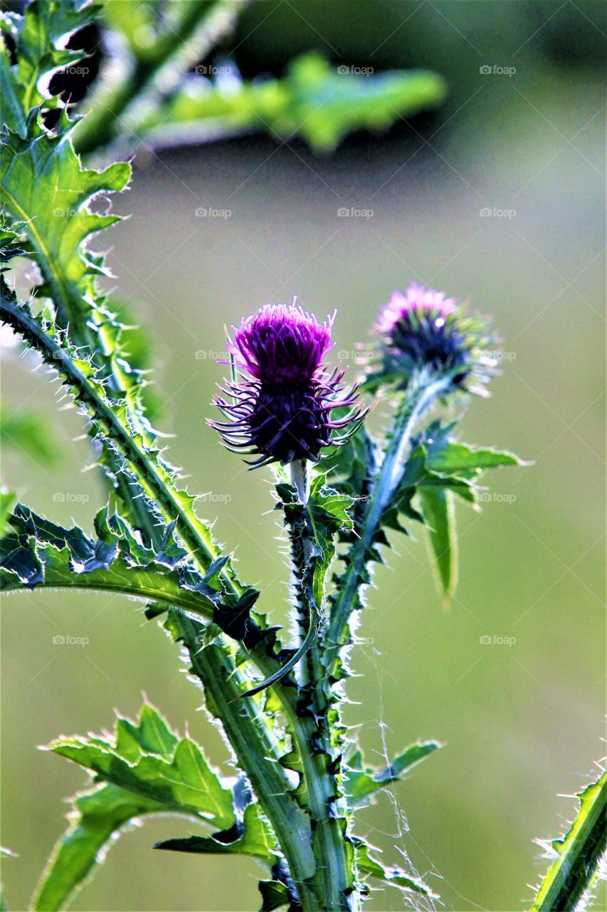 thistle