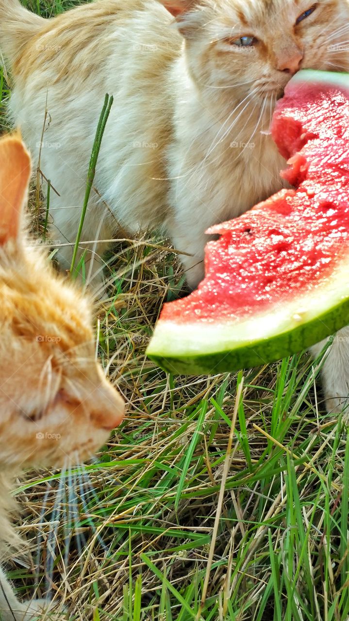 cats in tall grass eating watermelon