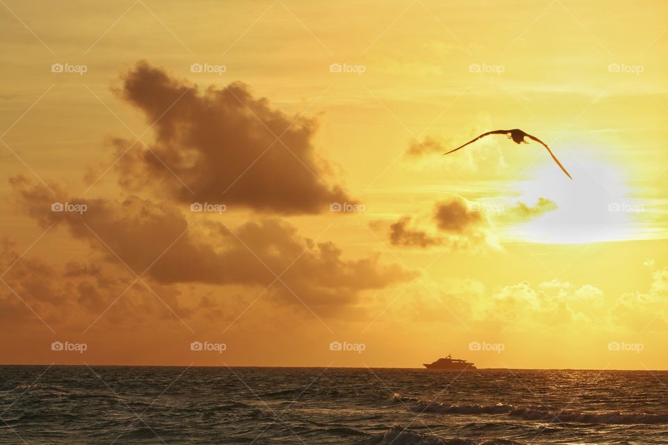 seagull flying in the sky at sunrise