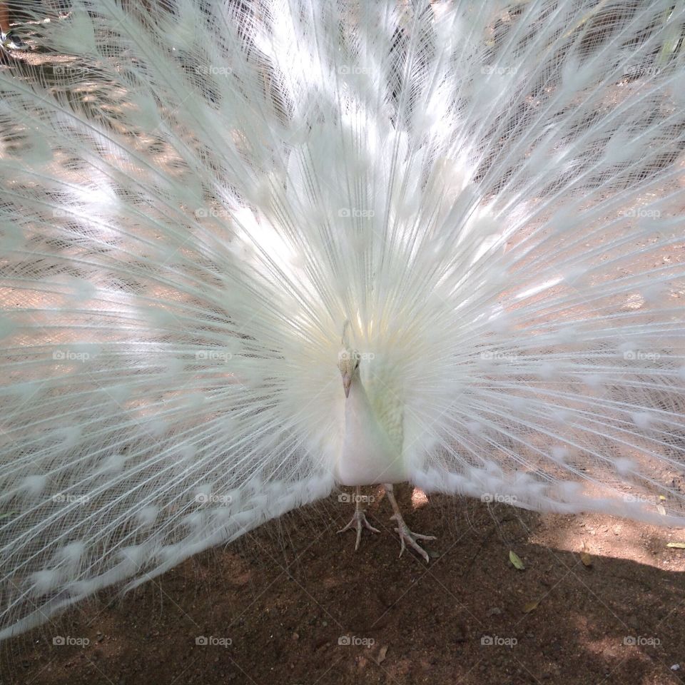 peacocks feathers