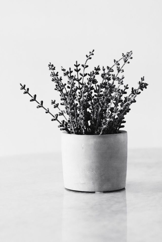 Lavender Flower Background