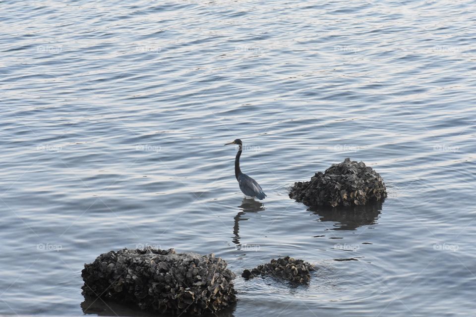 A lone bird poses in the water as if awaiting a catch. Photo taken on the side of the bridge.