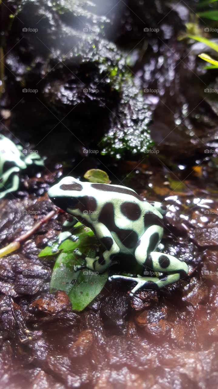 poison frog pretty