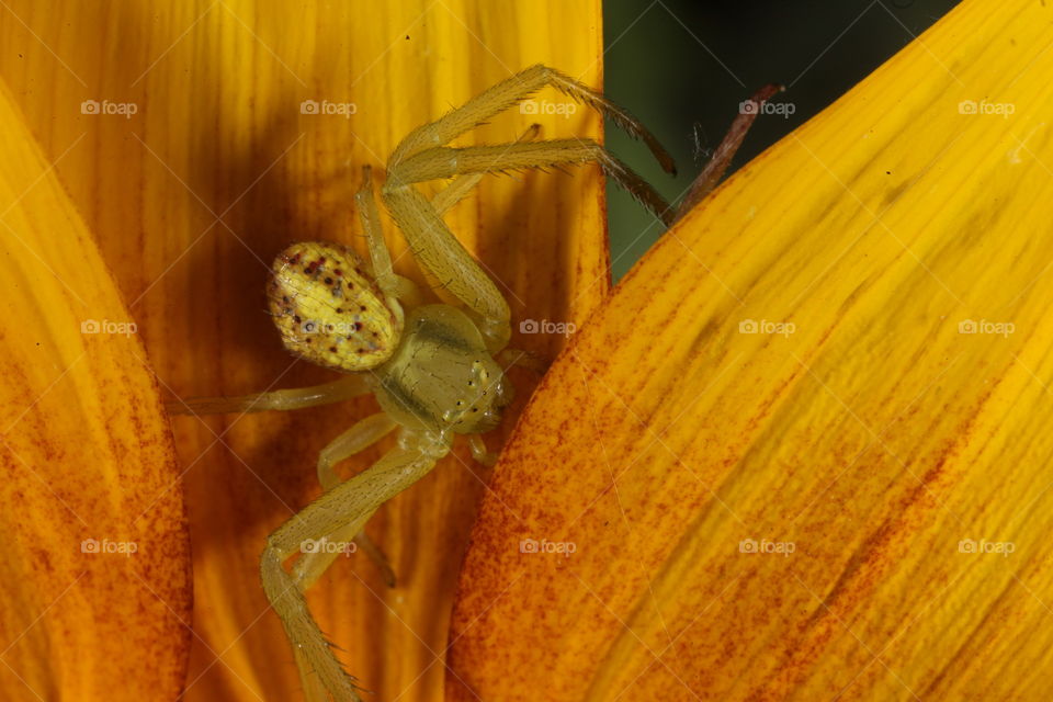 Yellow Crabspider. This is a macro photograph of a Yellow Crabspider on a sunflower.