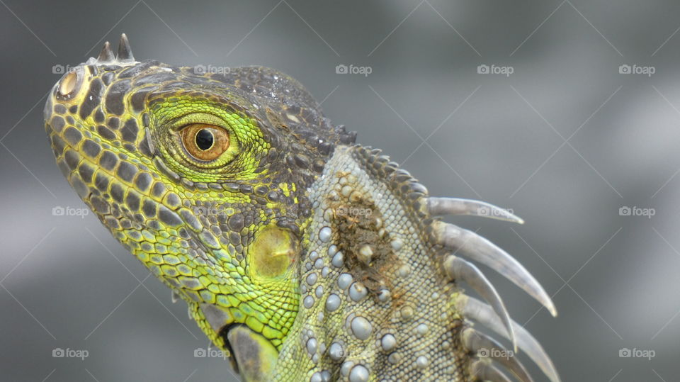 iguana face