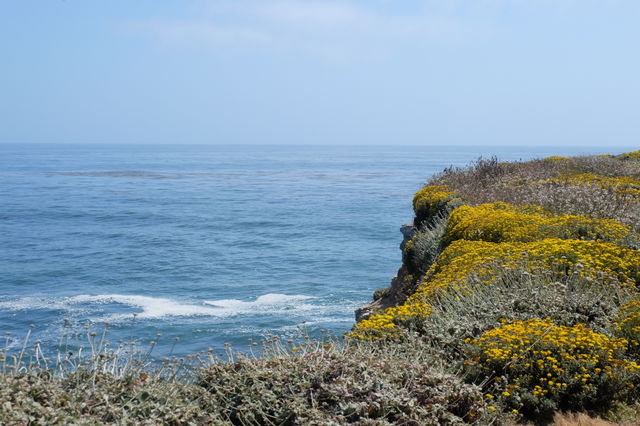 Wild flowers on the cliff