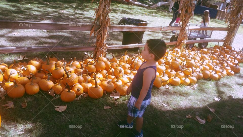 pumpkin patch