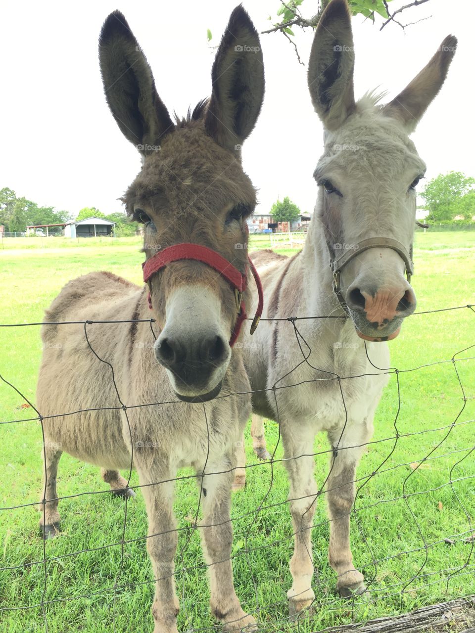 Pet donkeys named Cricket and Rose. 